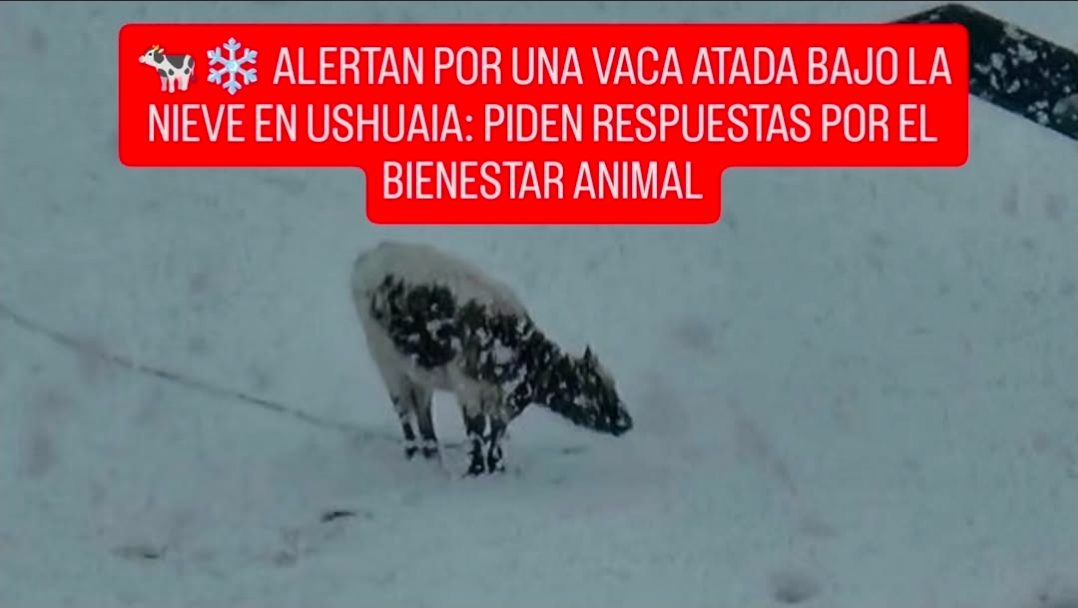 🐄❄️ ALERTAN POR UNA VACA ATADA BAJO LA NIEVE EN USHUAIA: PIDEN RESPUESTAS POR EL BIENESTAR ANIMAL