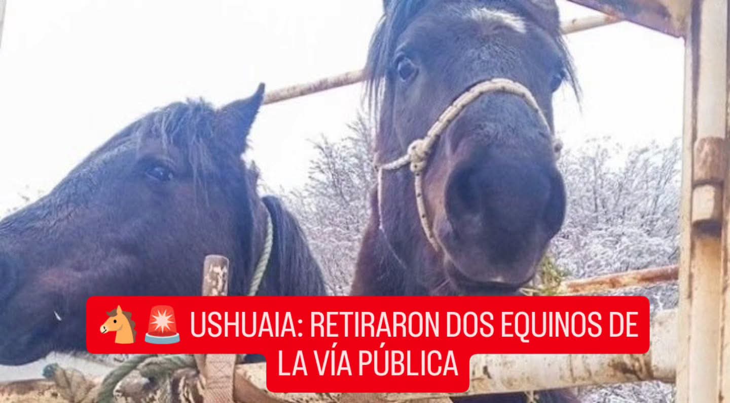 🐴🚨 USHUAIA: RETIRARON DOS EQUINOS DE LA VÍA PÚBLICA
